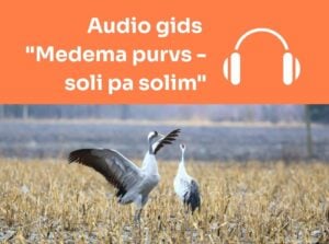 Tapis jauns audio gids par Medma purvu