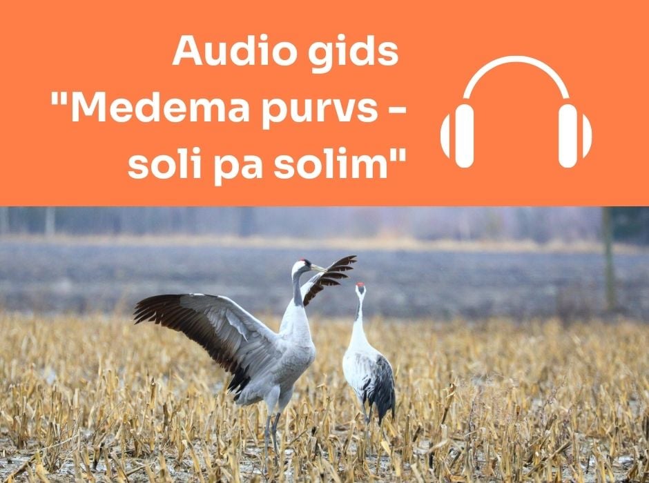 Tapis jauns audio gids par Medma purvu